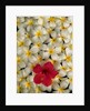 Hibiscus and Plumeria Blooms by Anonymous