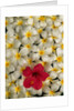 Hibiscus and Plumeria Blooms by Anonymous