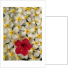 Hibiscus and Plumeria Blooms by Anonymous