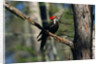Pileated Woodpecker on Cypress Tree Branch by Anonymous