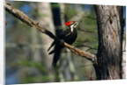 Pileated Woodpecker on Cypress Tree Branch by Anonymous