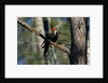 Pileated Woodpecker on Cypress Tree Branch by Anonymous