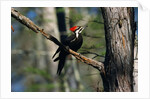Pileated Woodpecker on Cypress Tree Branch by Anonymous