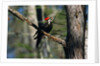 Pileated Woodpecker on Cypress Tree Branch by Anonymous