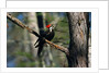 Pileated Woodpecker on Cypress Tree Branch by Anonymous