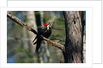 Pileated Woodpecker on Cypress Tree Branch by Anonymous