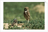 Female Burrowing Owl with 2-week-old Chicks by Anonymous