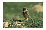 Female Burrowing Owl with 2-week-old Chicks by Anonymous
