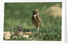 Female Burrowing Owl with 2-week-old Chicks by Anonymous