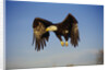 Bald Eagle in Flight by Anonymous