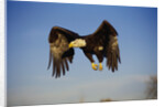 Bald Eagle in Flight by Anonymous
