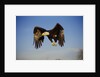 Bald Eagle in Flight by Anonymous
