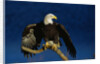 Bald Eagle Landing on a Snag by Anonymous