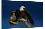 Bald Eagle Landing on a Snag by Anonymous