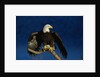 Bald Eagle Landing on a Snag by Anonymous