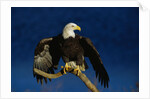 Bald Eagle Landing on a Snag by Anonymous