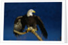 Bald Eagle Landing on a Snag by Anonymous