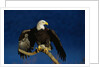 Bald Eagle Landing on a Snag by Anonymous