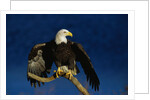 Bald Eagle Landing on a Snag by Anonymous