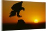 Golden Eagle Silhouette at Sunrise by Anonymous