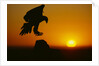 Golden Eagle Silhouette at Sunrise by Anonymous
