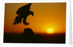 Golden Eagle Silhouette at Sunrise by Anonymous