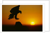 Golden Eagle Silhouette at Sunrise by Anonymous