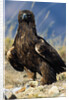 Golden Eagle Clutching Rabbit Kill by Anonymous