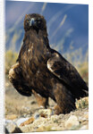 Golden Eagle Clutching Rabbit Kill by Anonymous