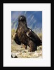 Golden Eagle Clutching Rabbit Kill by Anonymous