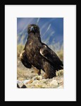 Golden Eagle Clutching Rabbit Kill by Anonymous