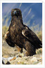 Golden Eagle Clutching Rabbit Kill by Anonymous