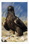 Golden Eagle Clutching Rabbit Kill by Anonymous