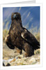 Golden Eagle Clutching Rabbit Kill by Anonymous