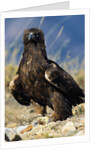 Golden Eagle Clutching Rabbit Kill by Anonymous