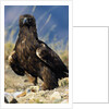 Golden Eagle Clutching Rabbit Kill by Anonymous