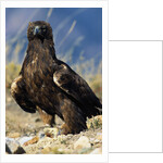 Golden Eagle Clutching Rabbit Kill by Anonymous