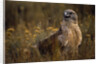 Ferruginous Hawk in Prairie Grass by Anonymous