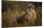 Ferruginous Hawk in Prairie Grass by Anonymous