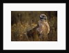 Ferruginous Hawk in Prairie Grass by Anonymous