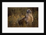 Ferruginous Hawk in Prairie Grass by Anonymous