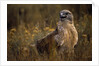 Ferruginous Hawk in Prairie Grass by Anonymous