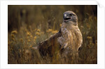 Ferruginous Hawk in Prairie Grass by Anonymous
