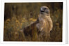 Ferruginous Hawk in Prairie Grass by Anonymous