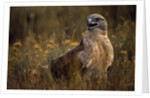 Ferruginous Hawk in Prairie Grass by Anonymous