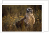 Ferruginous Hawk in Prairie Grass by Anonymous
