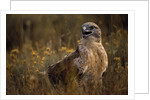 Ferruginous Hawk in Prairie Grass by Anonymous