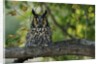 Long-Eared Owl Perched on Tree Branch by Anonymous
