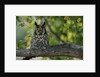 Long-Eared Owl Perched on Tree Branch by Anonymous