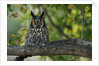 Long-Eared Owl Perched on Tree Branch by Anonymous